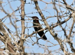 Anthracothorax mango