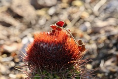 Melocactus caroli-linnaei