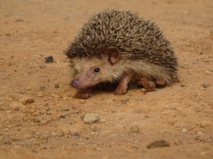 Atelerix albiventris