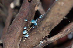 Mycena cyanocephala
