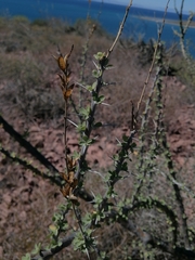 Fouquieria burragei