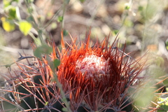 Melocactus caroli-linnaei