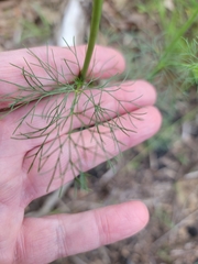 Spermolepis diffusa