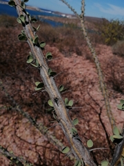 Fouquieria burragei