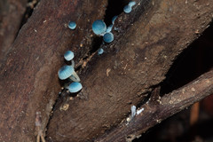 Mycena cyanocephala