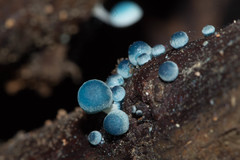 Mycena cyanocephala