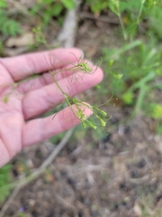 Spermolepis diffusa