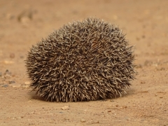 Atelerix albiventris