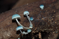 Mycena cyanocephala