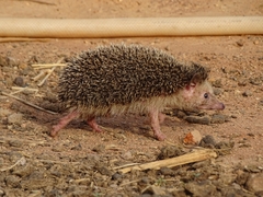 Atelerix albiventris
