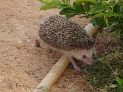 Atelerix albiventris
