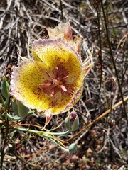 Calochortus weedii intermedius