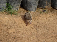 Atelerix albiventris