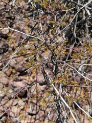 Erythrostemon placidus