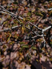 Erythrostemon placidus