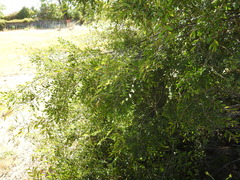 Ulmus davidiana