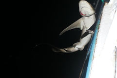 Carcharhinus longimanus