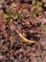 Erythrostemon placidus