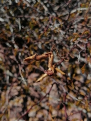 Erythrostemon placidus
