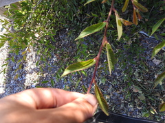 Ulmus davidiana