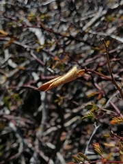 Erythrostemon placidus