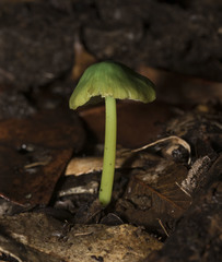 Entoloma necopinatum