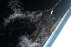 Carcharhinus longimanus