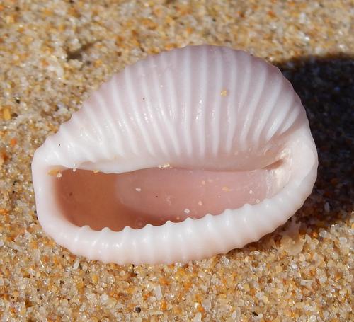 Triviella aperta