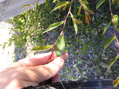 Ulmus davidiana