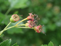 Crataegus × media