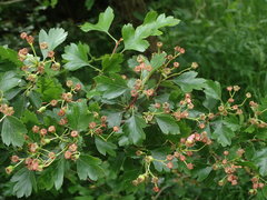 Crataegus × media