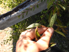 Ulmus davidiana