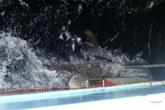 Carcharhinus longimanus