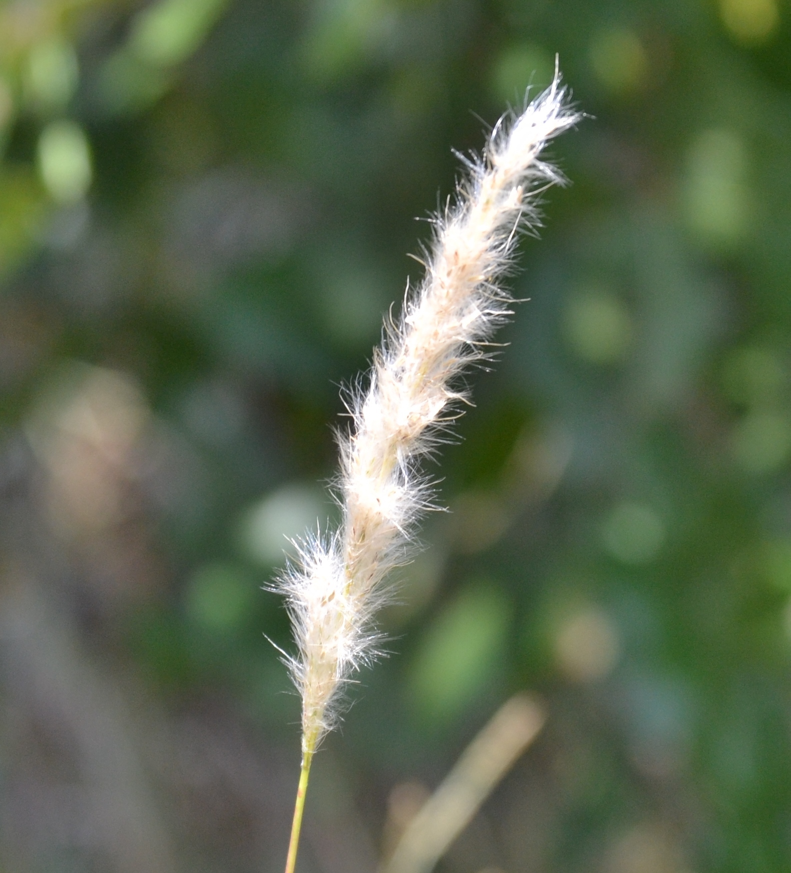 Bothriochloa laguroides