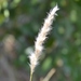 Silver Beard Grass - Photo (c) Nicholas Cowey, some rights reserved (CC BY-NC), uploaded by Nicholas Cowey