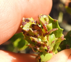 Aceria baccharipha