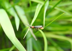 Silis ruficollis
