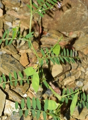 Vicia disperma