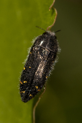 Acmaeodera angelica