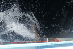 Carcharhinus longimanus