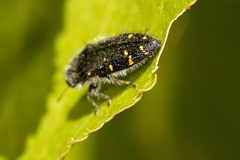 Acmaeodera angelica