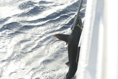 Carcharhinus longimanus