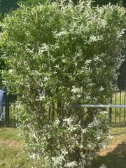 Salix integra