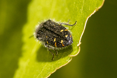 Acmaeodera angelica