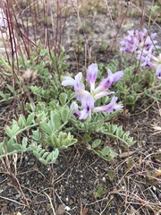 Astragalus succumbens