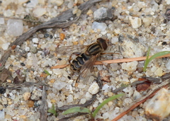 Anasimyia anausis
