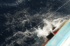 Carcharhinus longimanus