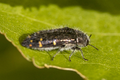 Acmaeodera angelica