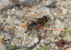 Anasimyia anausis