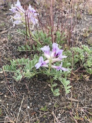 Astragalus succumbens